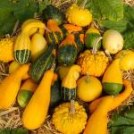 Fleurs - Coloquinte Variée - face recto